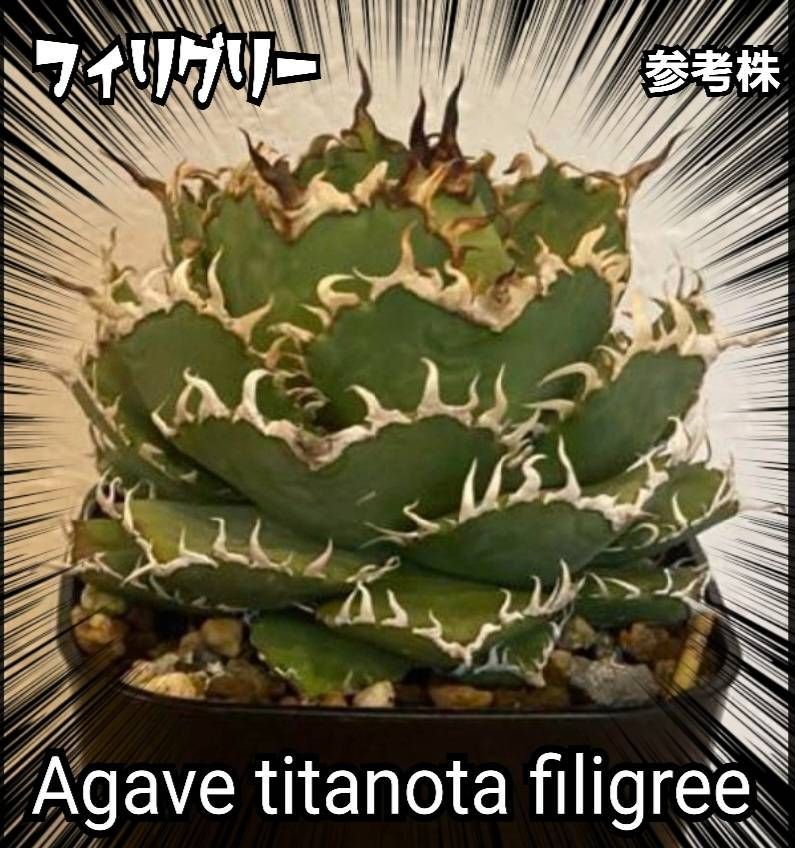 アガベ　連刺フィリグリー　メルカリ便 アガベ フィリグリー子株② チタノタ filigree 連刺 - メルカリ