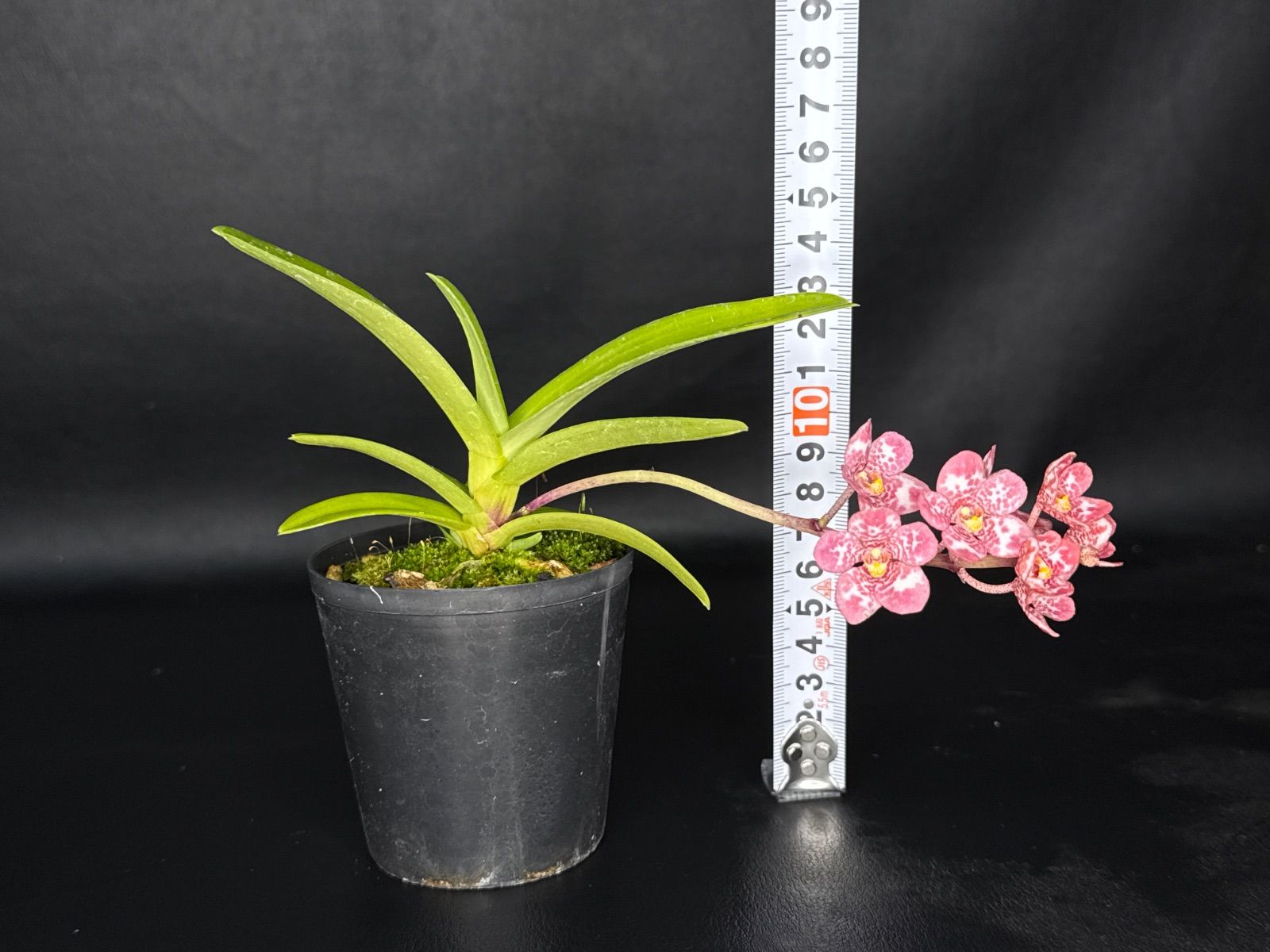 柳*様 【極美株/塊根植物】ステファニア スベローサ　　セレクト小株　発根済み 極美株/塊根植物】ステファニア スベローサ セレクト小株 微発根 柳*