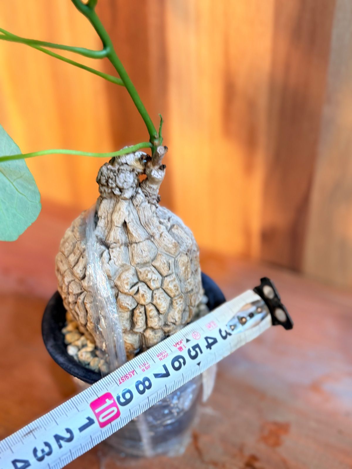 ☆送料込み☆そのまま水やり出来る植物台座　即購入OK 育成管理　アガベ　塊根 楽天市場】水やり専用ワゴン（受注生産品です） ワゴン 水やり