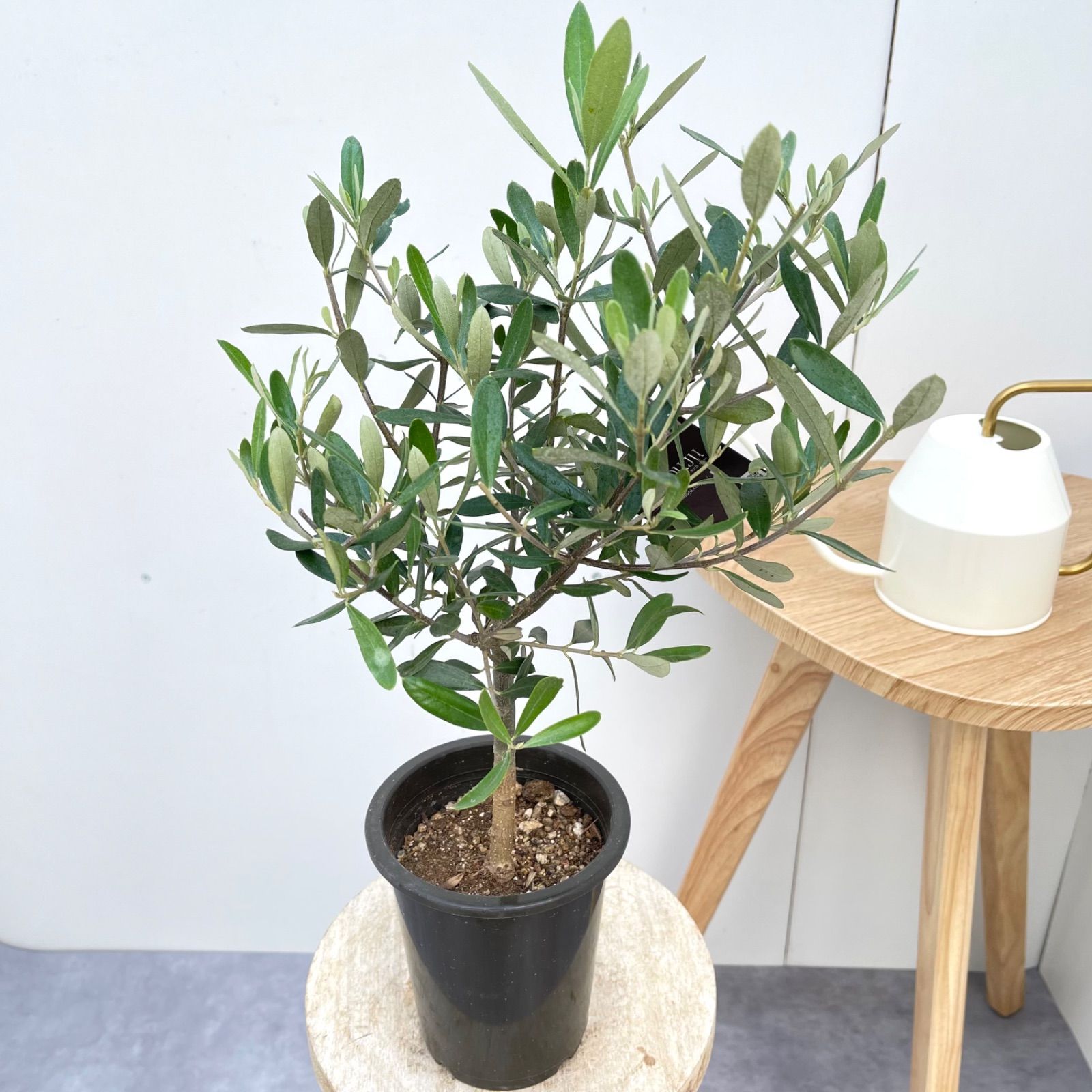 オリーブ チプレッシーノ 5【現品】観葉植物 創樹 SOUJU 4号