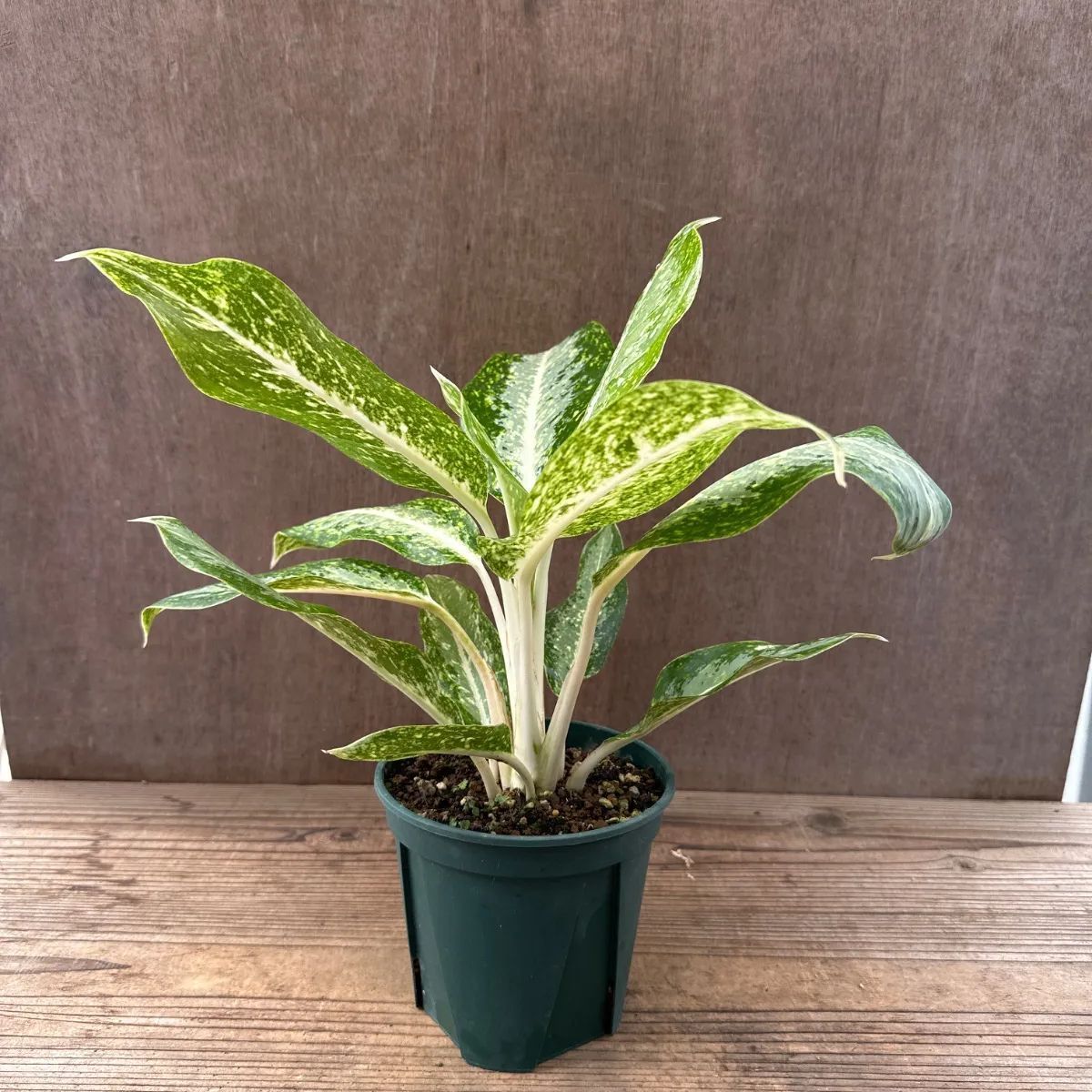 アグラオネマ専用観葉植物 アグラオネマ：ファイヤーワークス 4.5号鉢植え の通販 | 園芸ネット