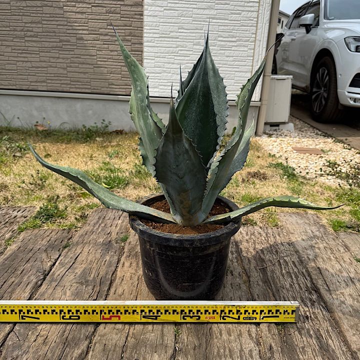 アガベ サルミアナ フェロックス大株 アガベ サルミアナ フェロックス
