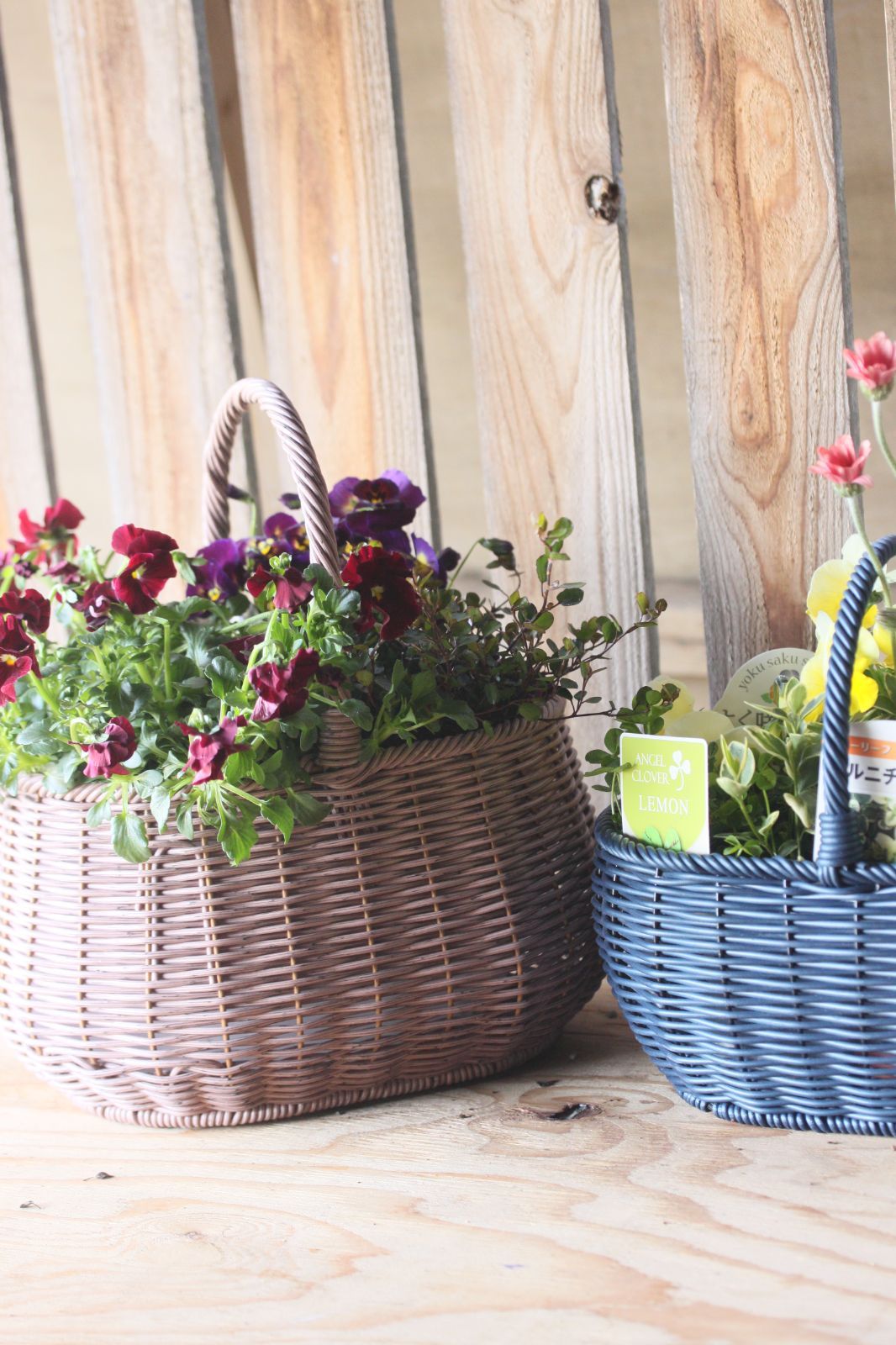 ビオラ パンジー 寄せ植え 寄せ植えバスケット ギフト 苗 花