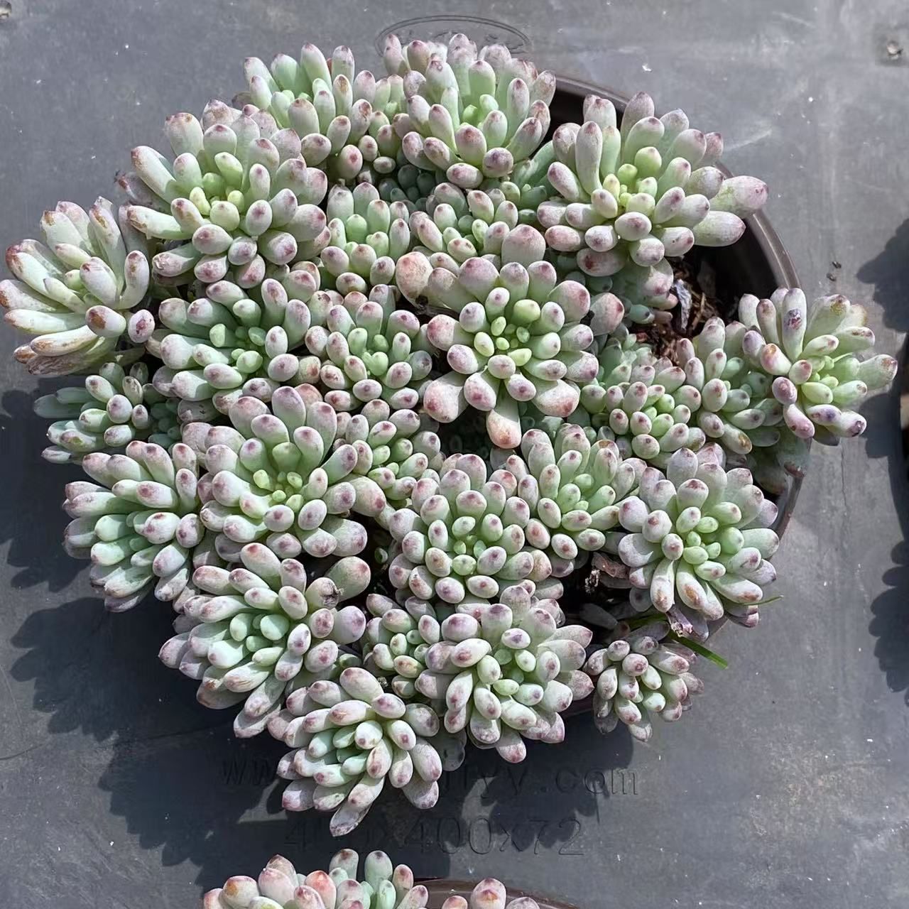 36株の抜き苗セット ブルービーン 多肉植物 佐川急便発送 エケベリア 韓国苗 ZM1547