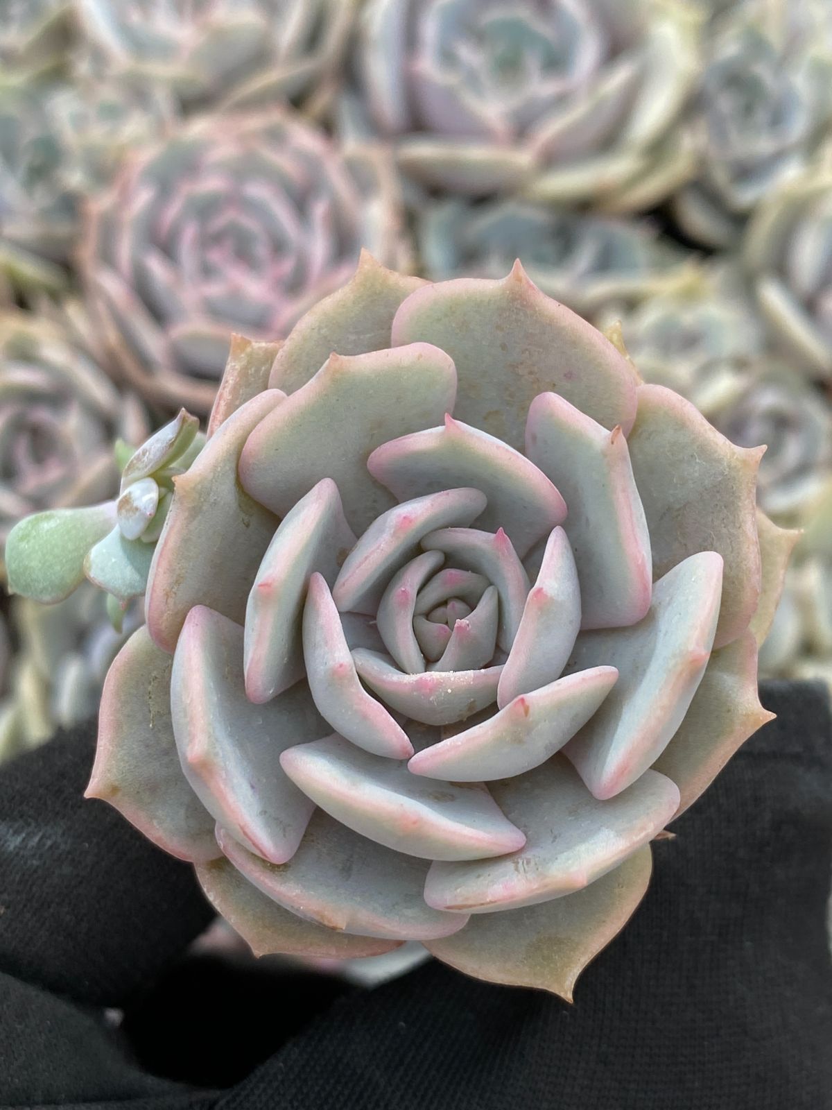 新入荷 ルナレン ZM353×105苗 土付き 多肉植物 詰め合わせ