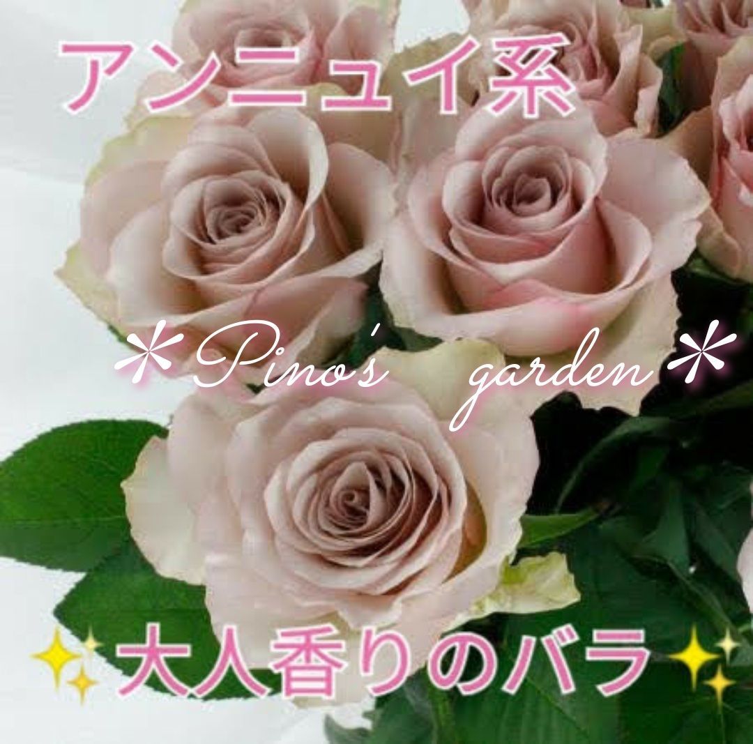 クウ様専用」切り花品種バラ苗 1歳 VICTORIAN WEDDIN♡Rose バラ