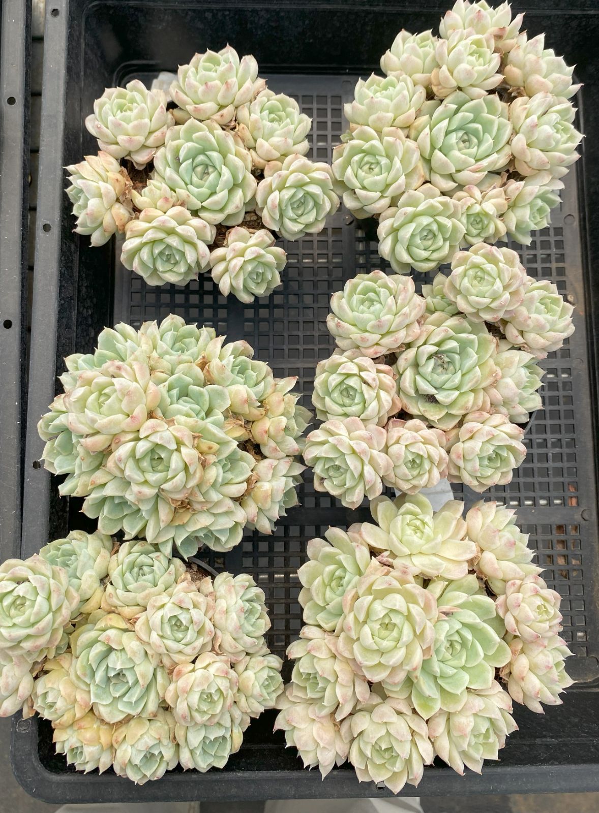 r*く様 D527　白月影　抜き苗　21株　多肉植物 エケベリア 韓国苗 サボテ 超人気】1株 抜き苗セット 白月影 多肉植物 第四種郵便で発送