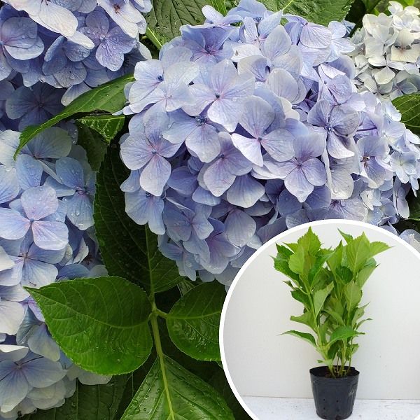 苗|苗木 40本セット アジサイ 青 樹高0.3m前後 15cmポット 青花 アオ あじさい 紫陽花 西洋アジサイ 苗木 苗 植木 庭木 生け垣 ka 40本 40