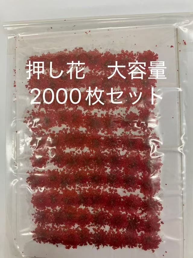 レースフラワー　押し花【大容量】2000枚前後セット　おまけのピンセット付き　ドライフラワー　ネイルパーツ　レジン封入　封入素材　手芸　ハンドメイド　天然素材　本物押し花　本物ドライフラワー