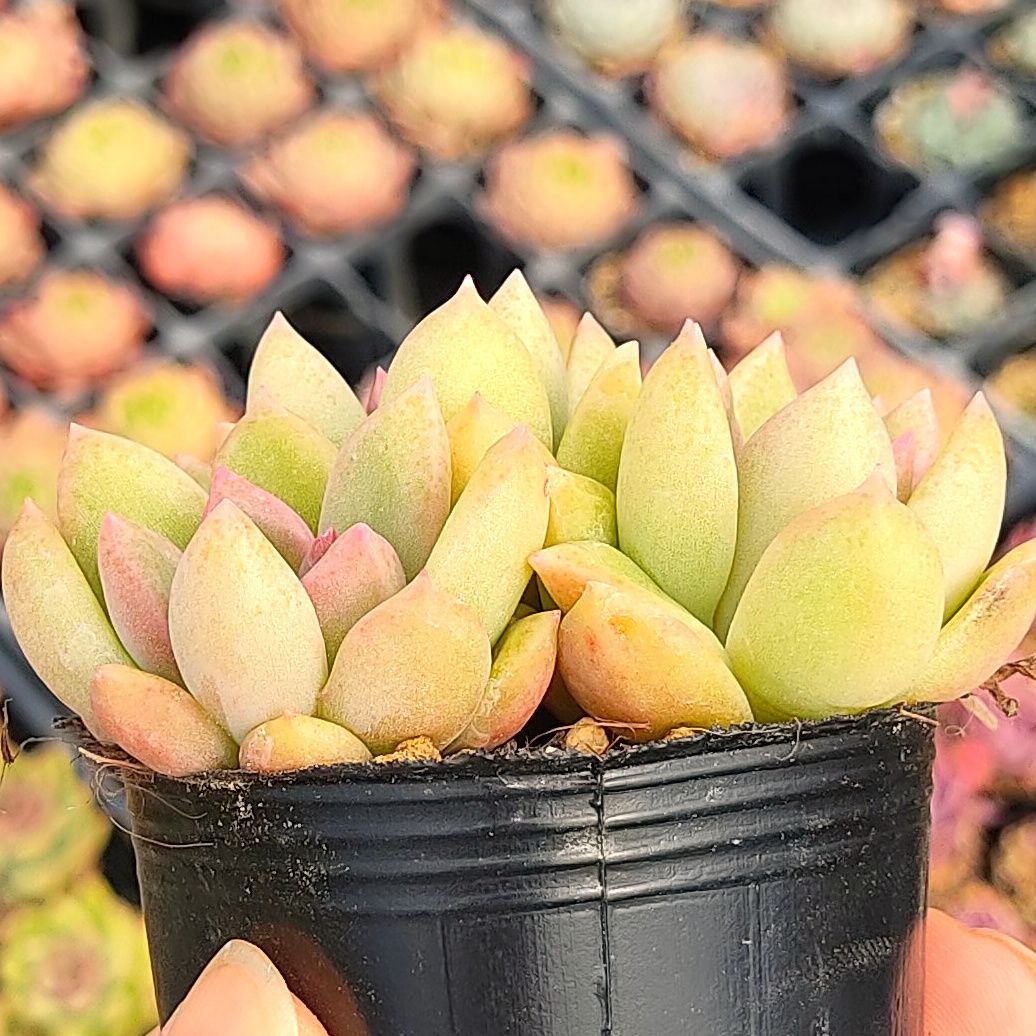 多肉植物 エケベリア アルジェ 多頭 抜き苗 - 多肉屋紺碧 - メルカリ