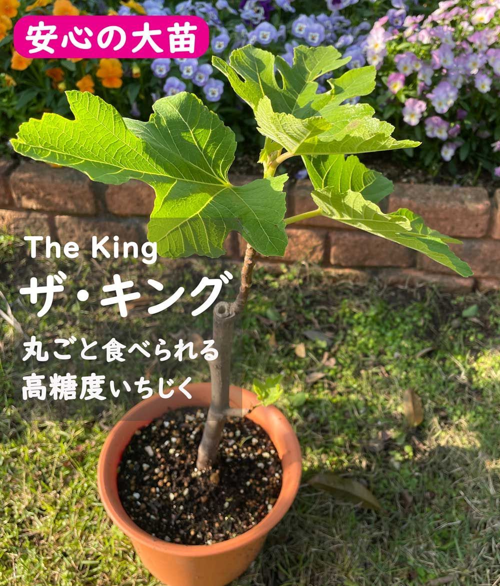 【高糖度で丸ごと食べられる】キング 大苗 3年生 無農薬 有機栽培 いちじく