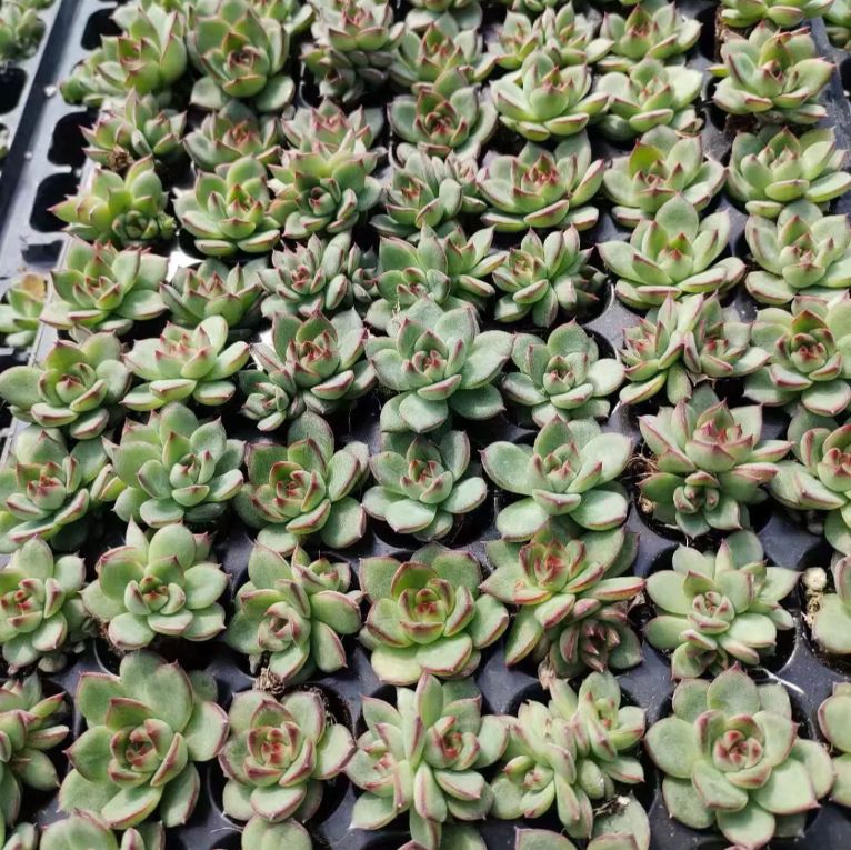 105株の抜き苗セット】 多肉植物 佐川急便発送 エケベリア 韓国 105株の抜き苗セット】 多肉植物 佐川急便発送 エケベリア 韓国