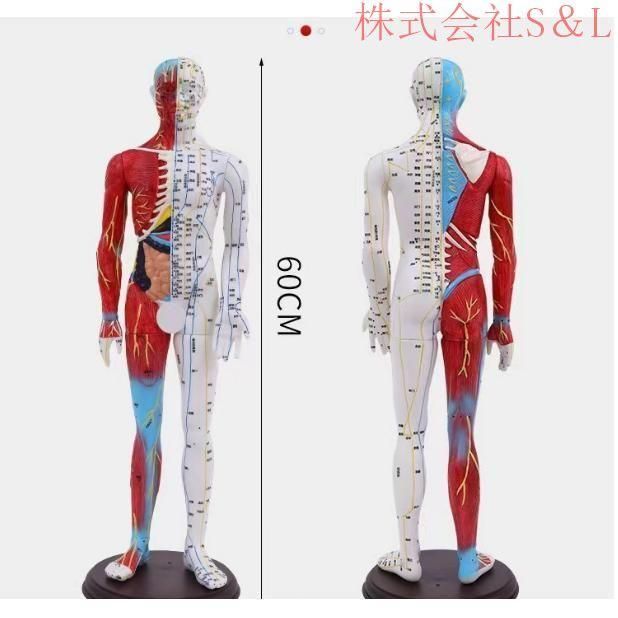 人体