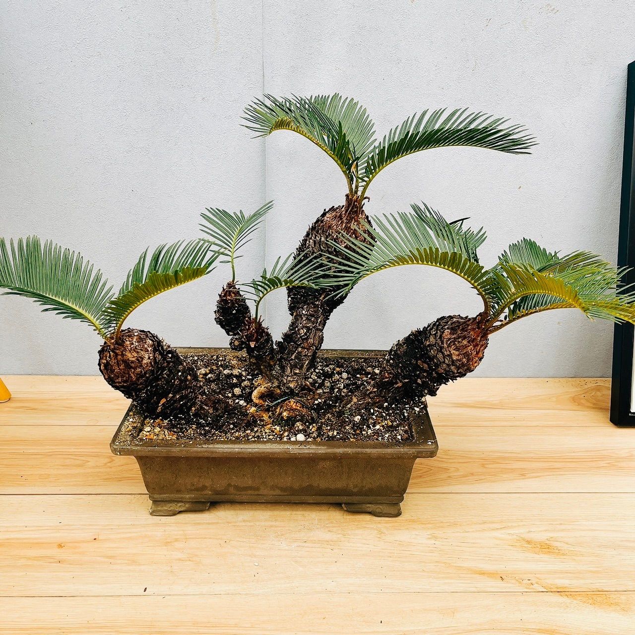 現品］【珍しい】6番 奄美姫ソテツ 盆栽造り 約7号 蘇轍 観葉植物