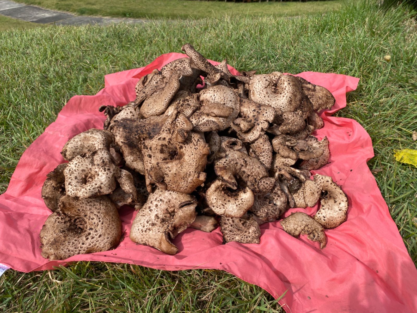 岩手県産香茸1.1キロ image.php?id=1841039&p=shopn&s