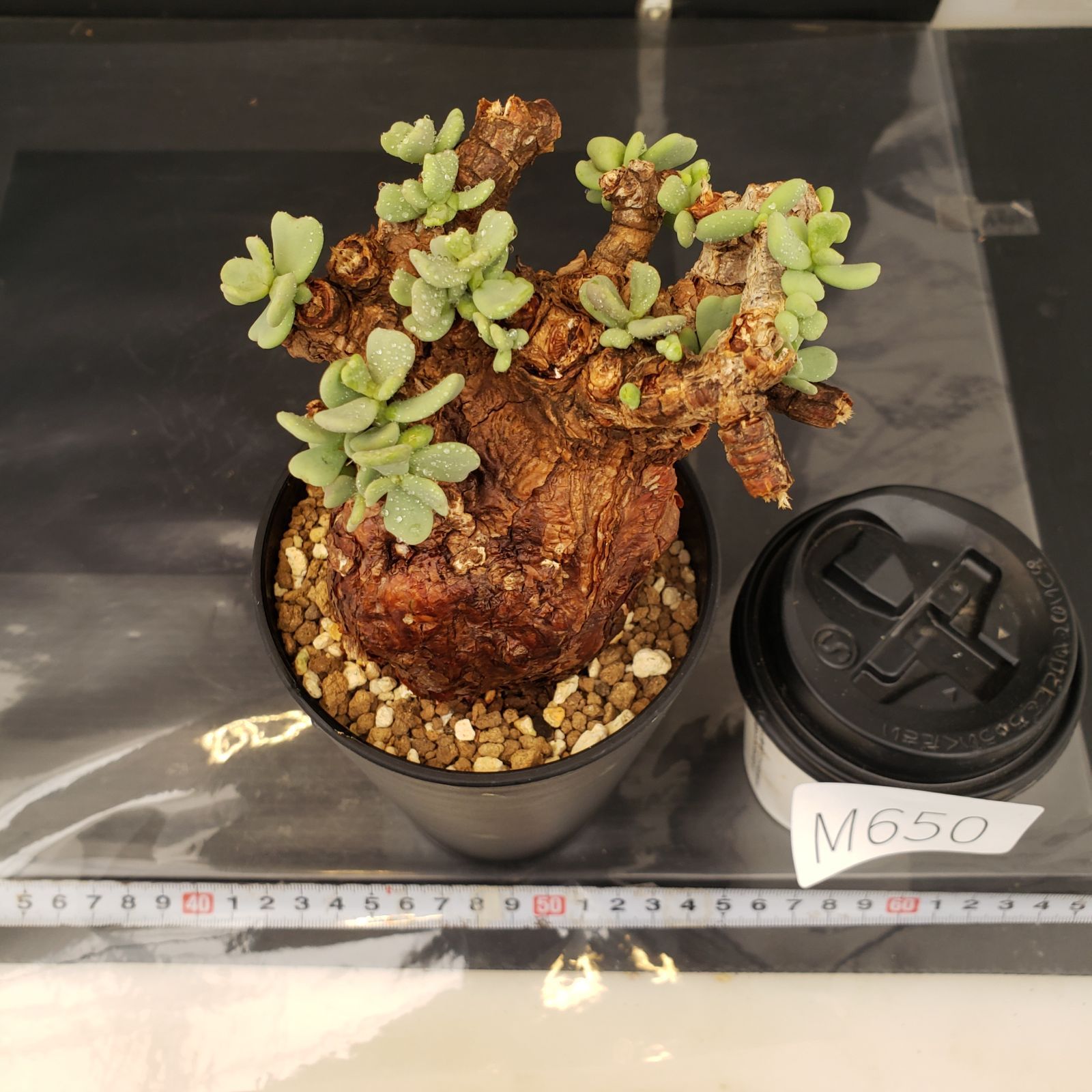 ケラリア　ピグマエア　大株　現地球 発根株　（鉢付き） M650【自社養生株】ケラリア ピグマエア（現地球・発根株