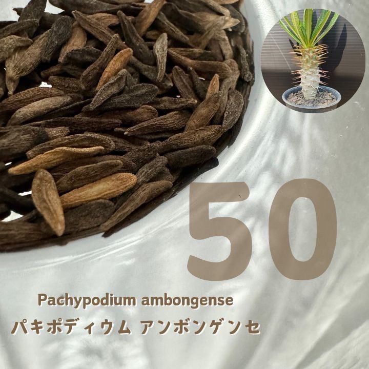 種子 Pachypodium ambongense パキポディウム アンボンゲンセ