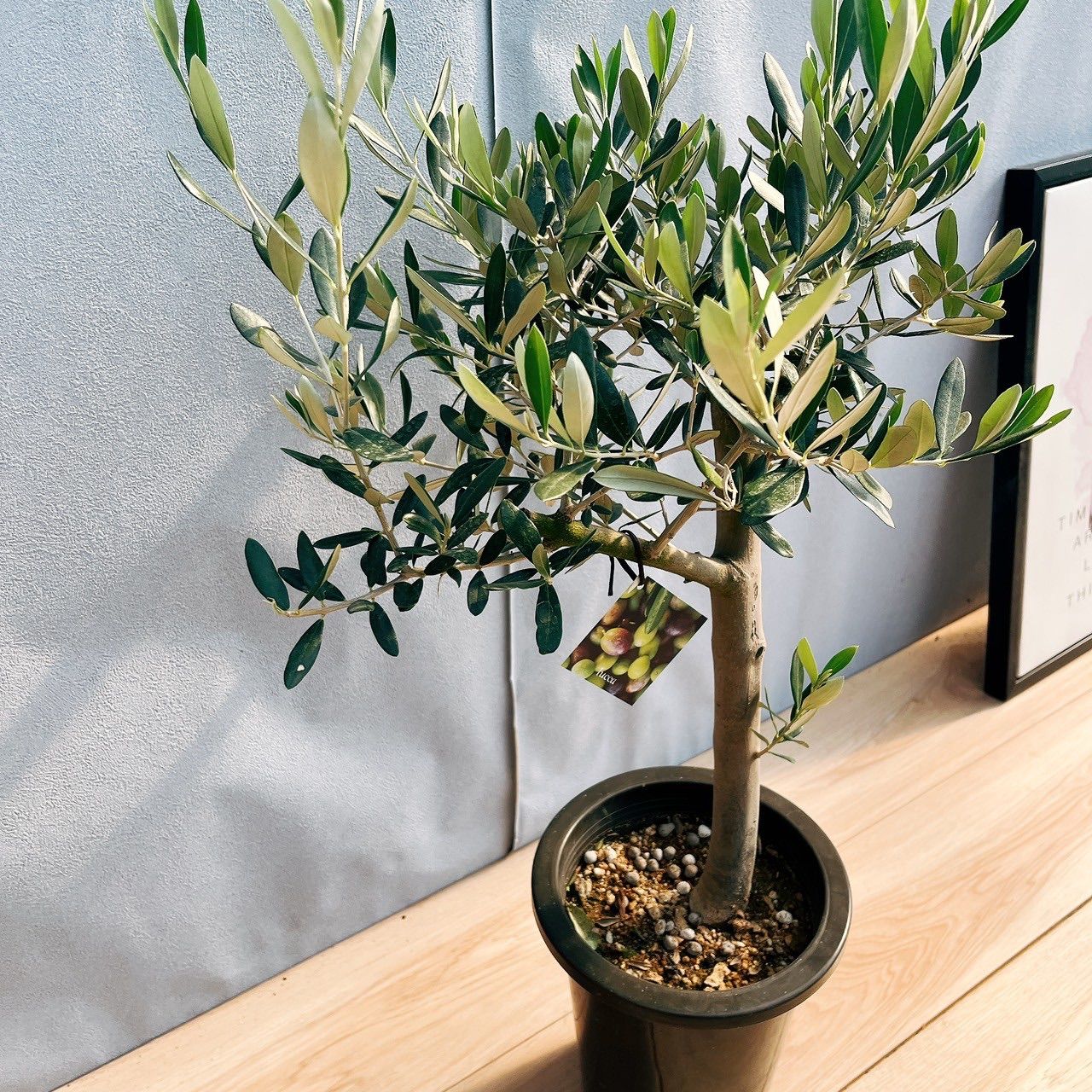 003 フラワー・ガーデニング 創樹 オリーブ ルッカ 14