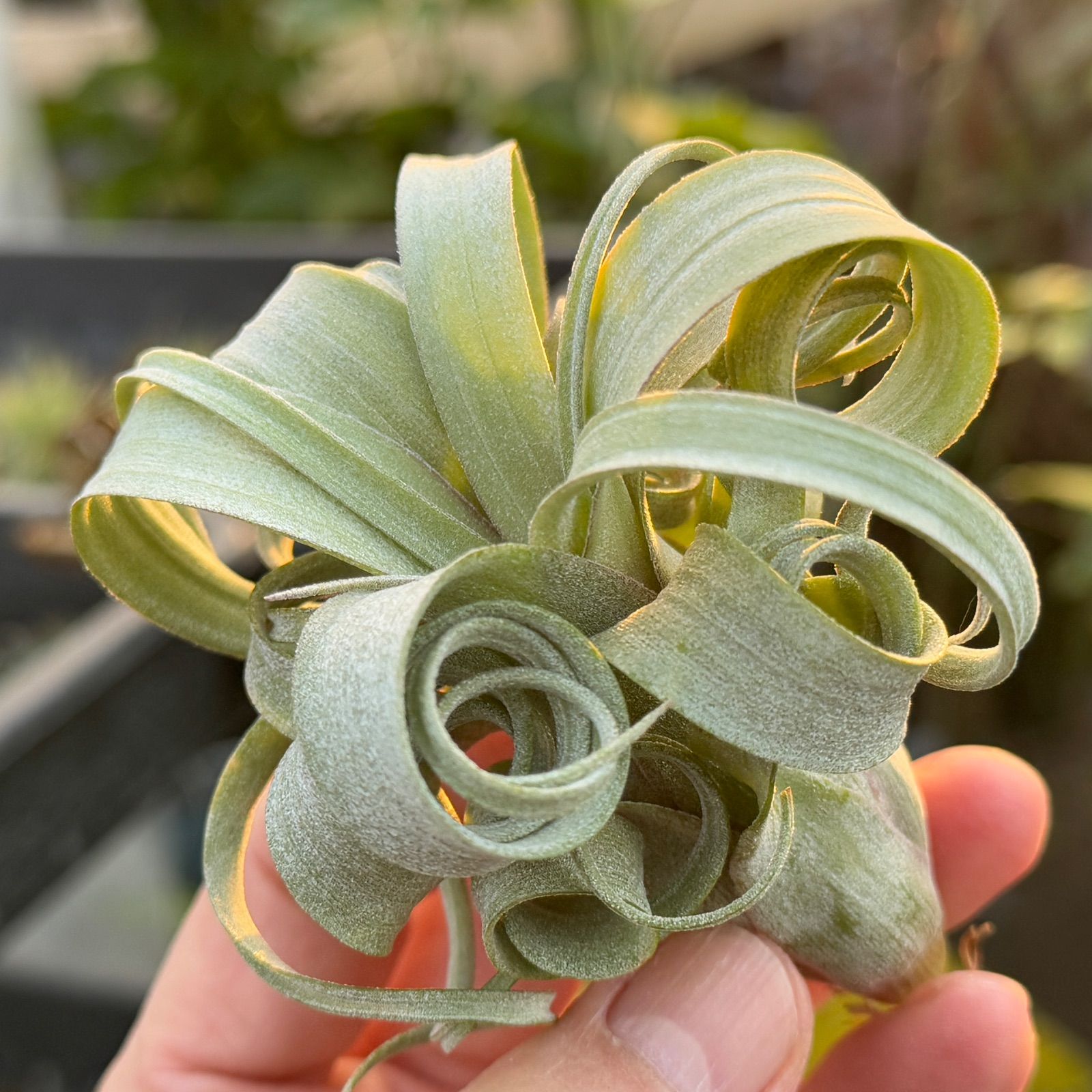 Tillandsia Curly Fatso チランジア　カーリーファッツォ Tillandsia Curly Fatso チランジア カーリーファッツォ Tillandsia