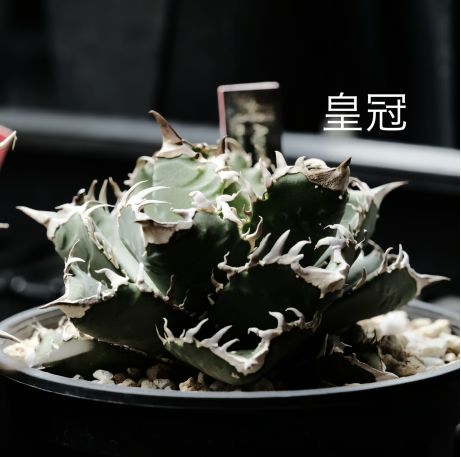 アガベ・チタノタ ”皇冠” 台湾株 OC 子株 発根済 アガベ