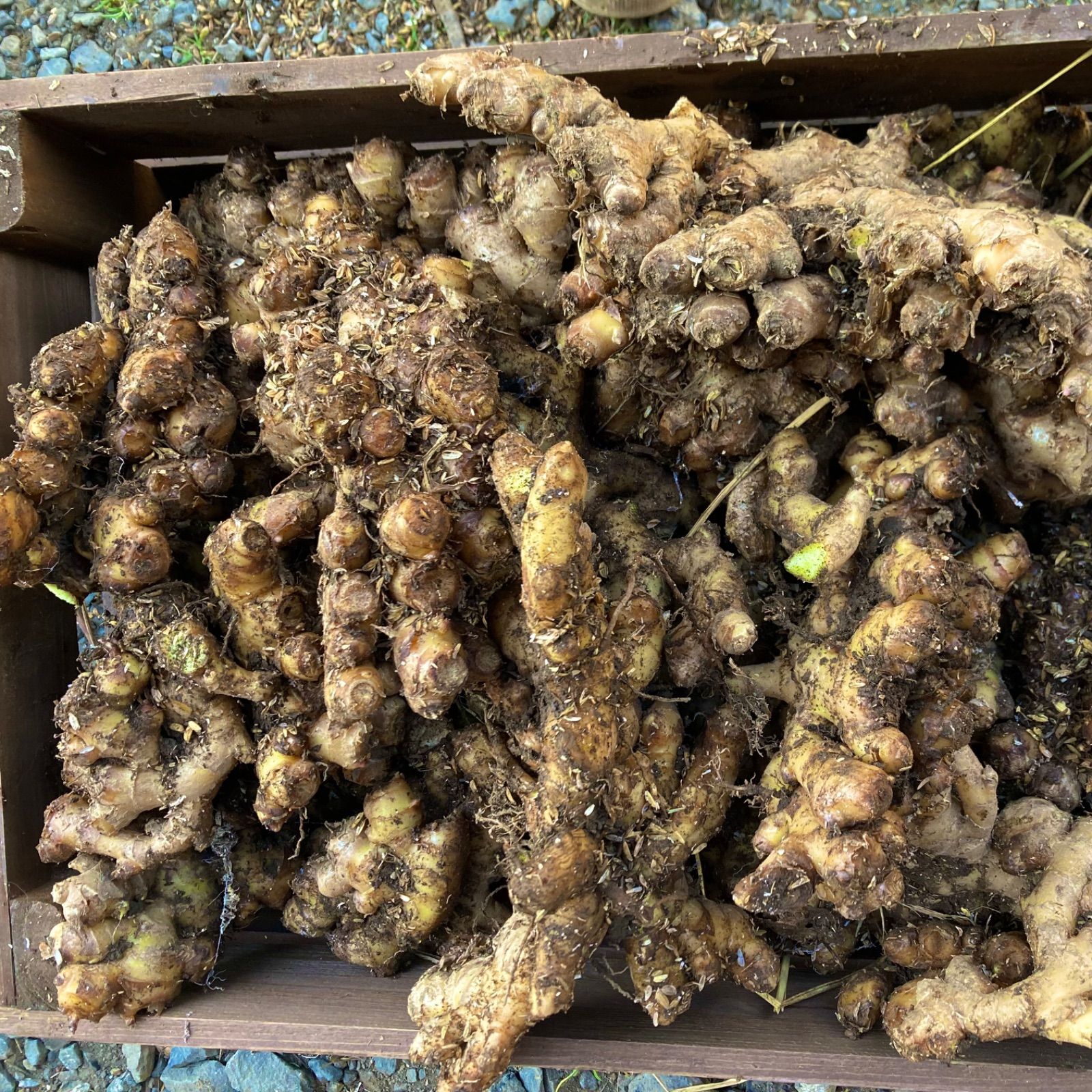 無農薬！幻の三州生姜 約8kg 種生姜・食用可 - メルカリ