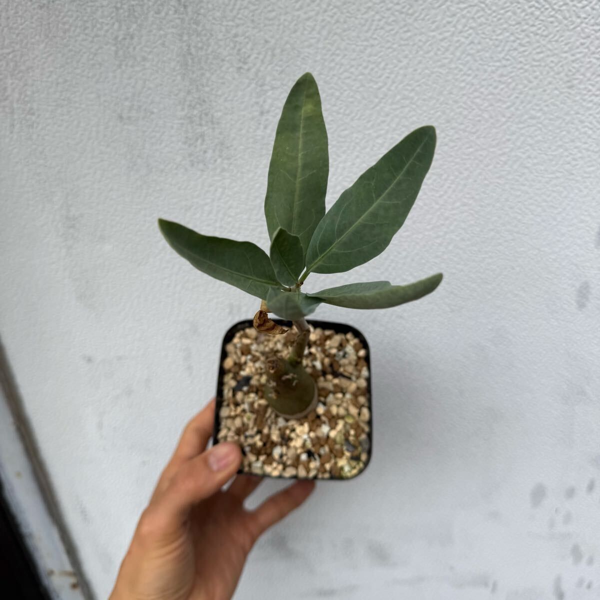 02 Adenia pechuelii アデニア ペチュエリー 実生（多肉植物 観葉植物