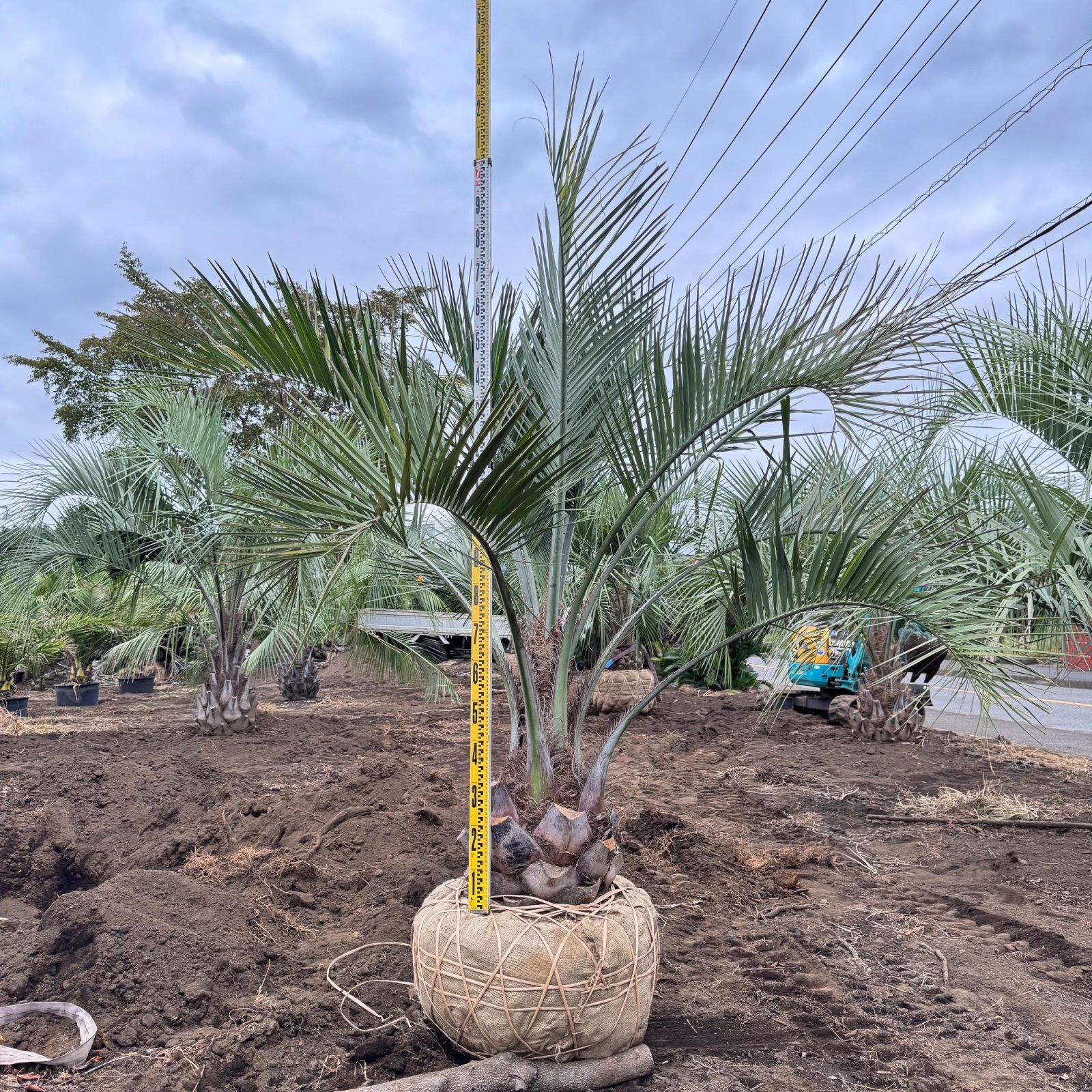 激安】2.3m 幹太 ココスヤシ - メルカリ