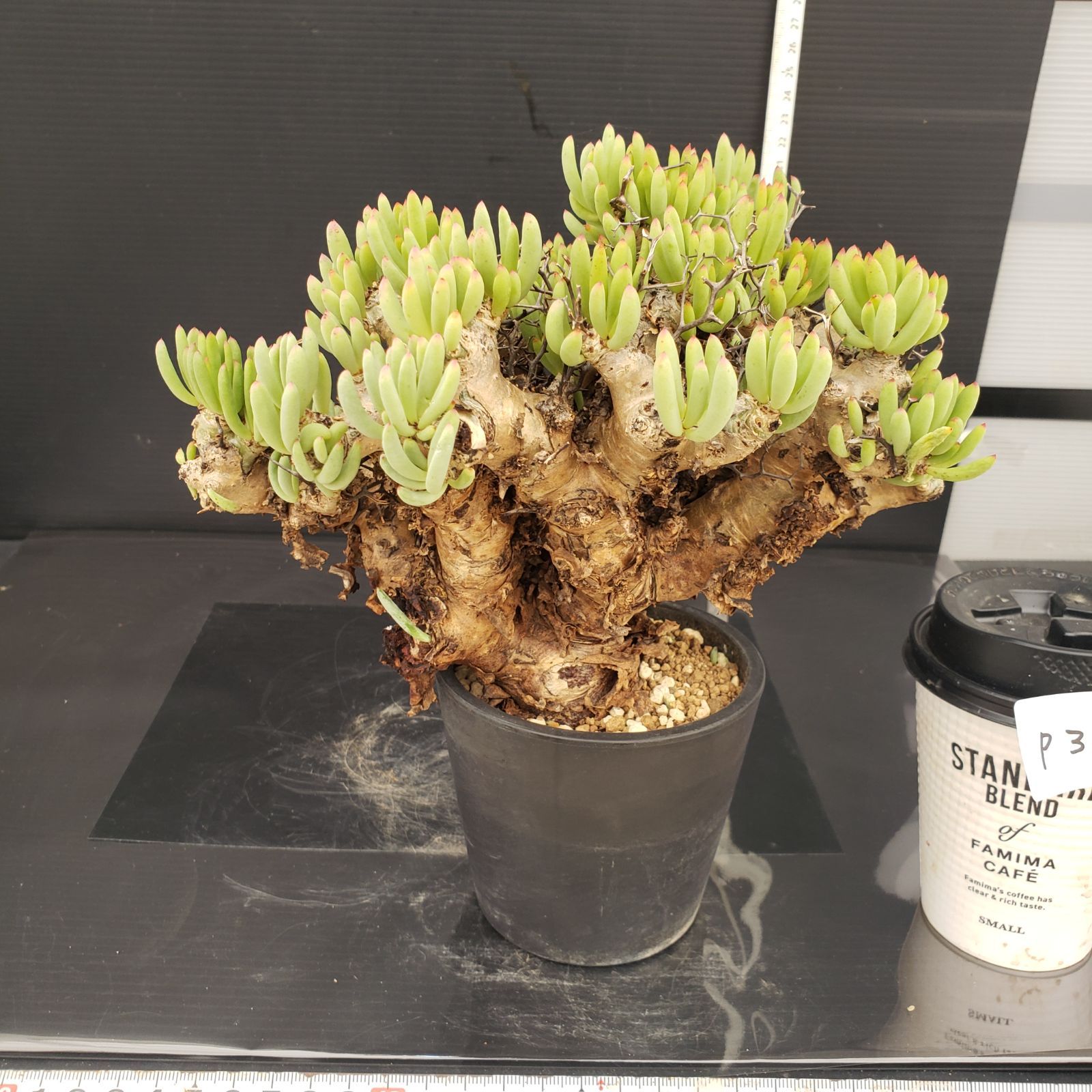 実生塊根！　万物想　チレコドン　多肉植物　塊根植物　レティキュラータス P396【自社養生株】チレコドン レティキュラータス 万物想(L