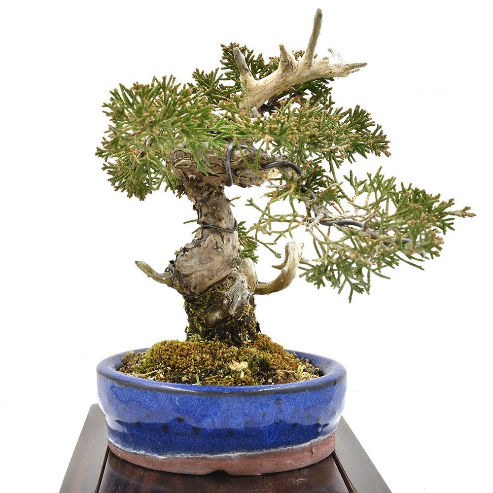 BONSAI ☆真柏（創作盆栽・80㎝）☆T-9