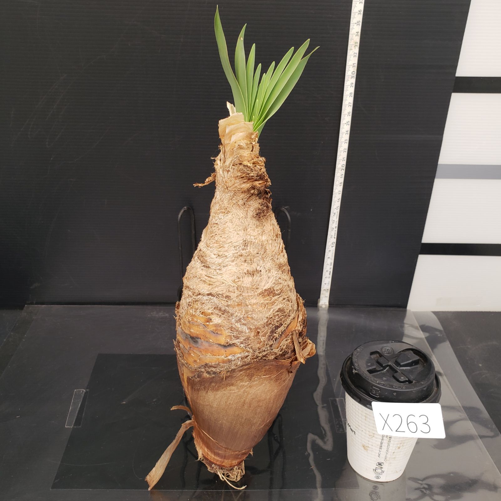 いいスタイル X263【最新到着】Boophone ディスティチャ（L）（現地球・抜き苗 塊根植物・コーデックス