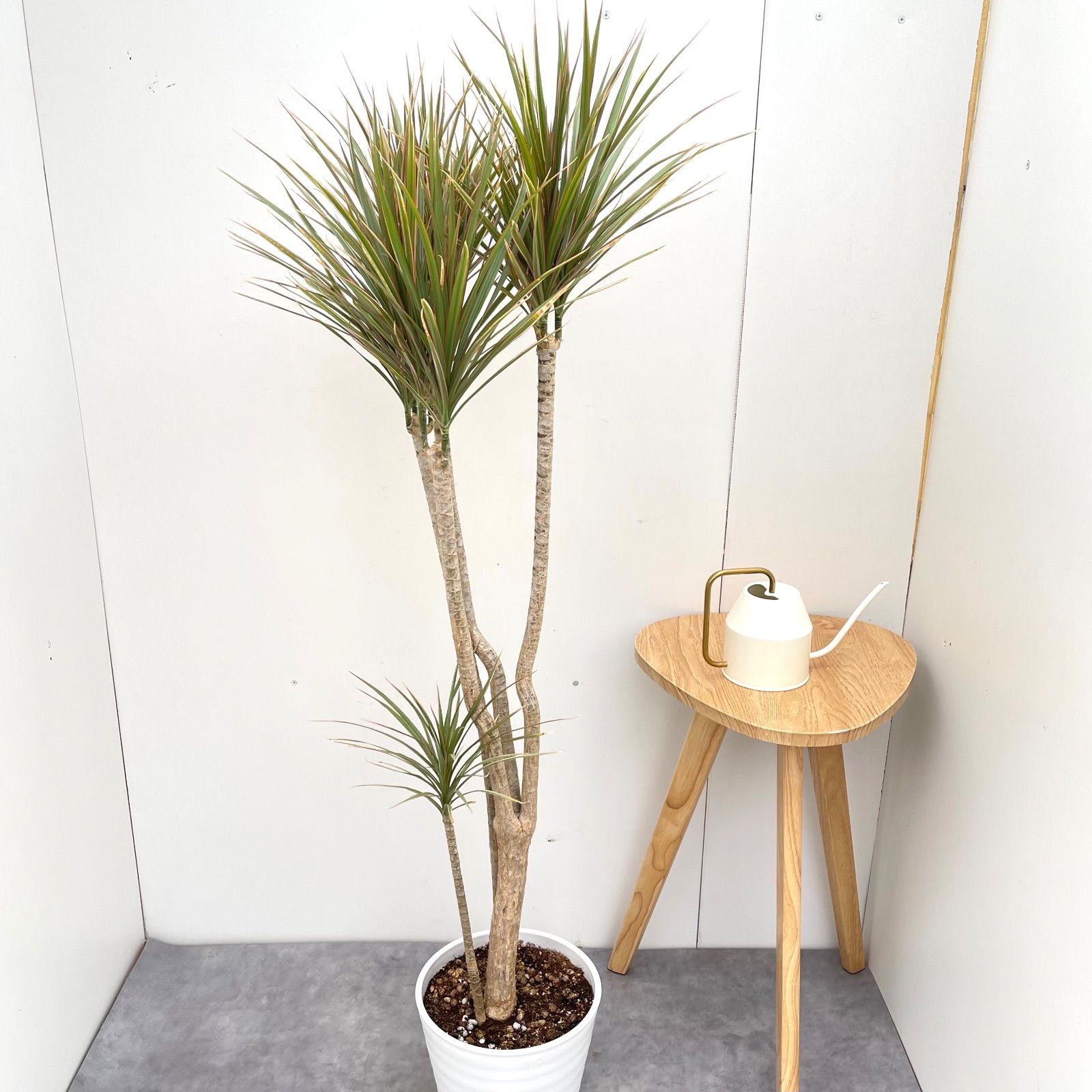 ドラセナ コンシンネ マジェンタ 1【現品】観葉植物 室内 大型