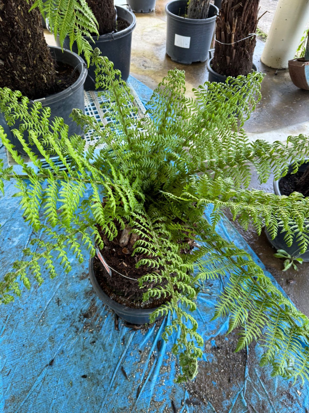 現品】大株 ディクソニア アンタルティカ 15号相当 発根済 A5番