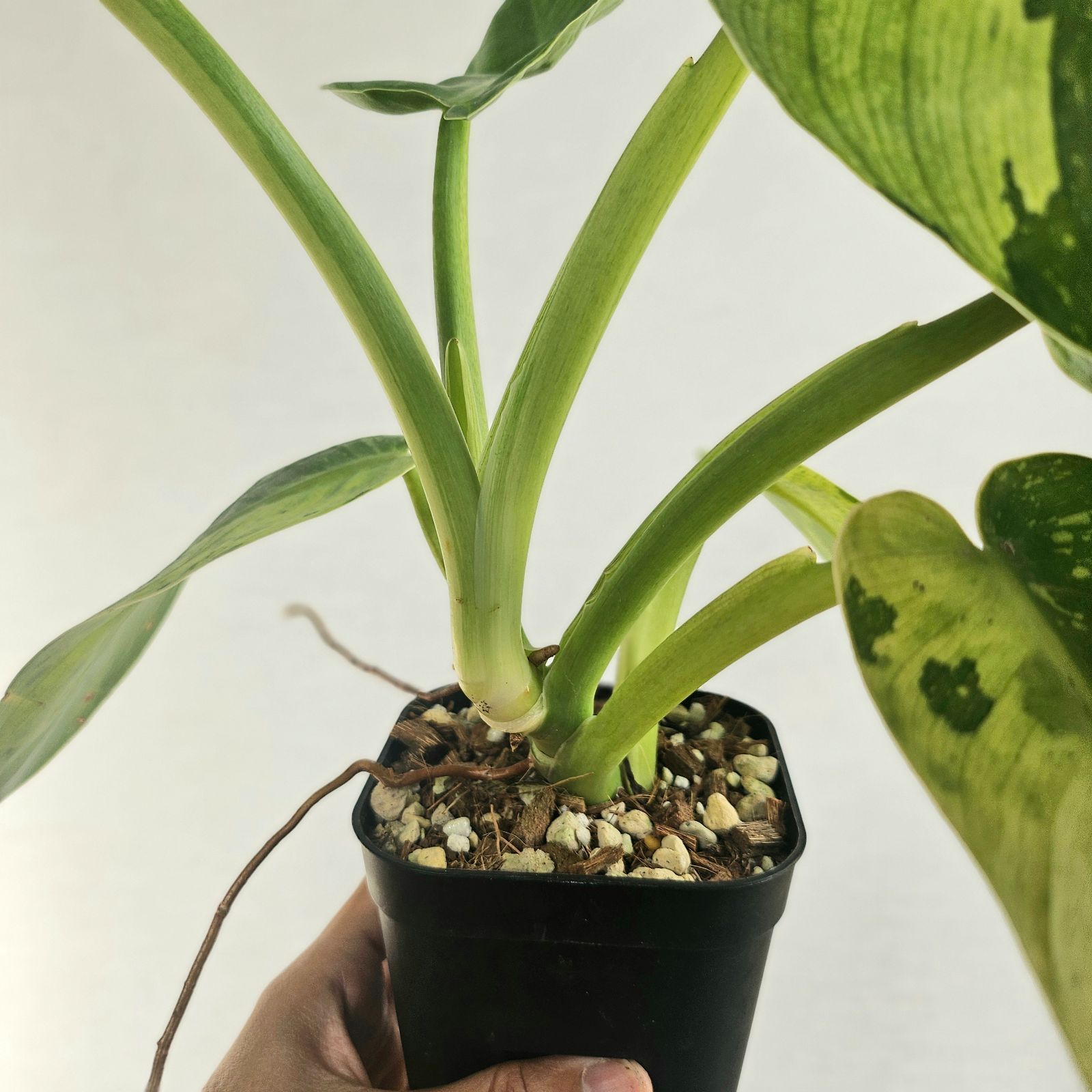 ①〔フィロデンドロン ジョセボーノ〕Philodendron Jose Buono ①〔フィロデンドロン ジョセボーノ〕Philodendron Jose Buono