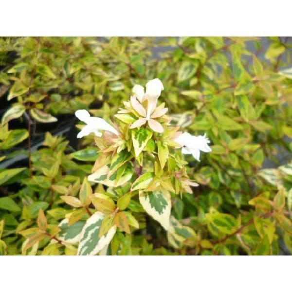 15本セット アベリア カレイドスコープ樹高0.2m前後15cmポット