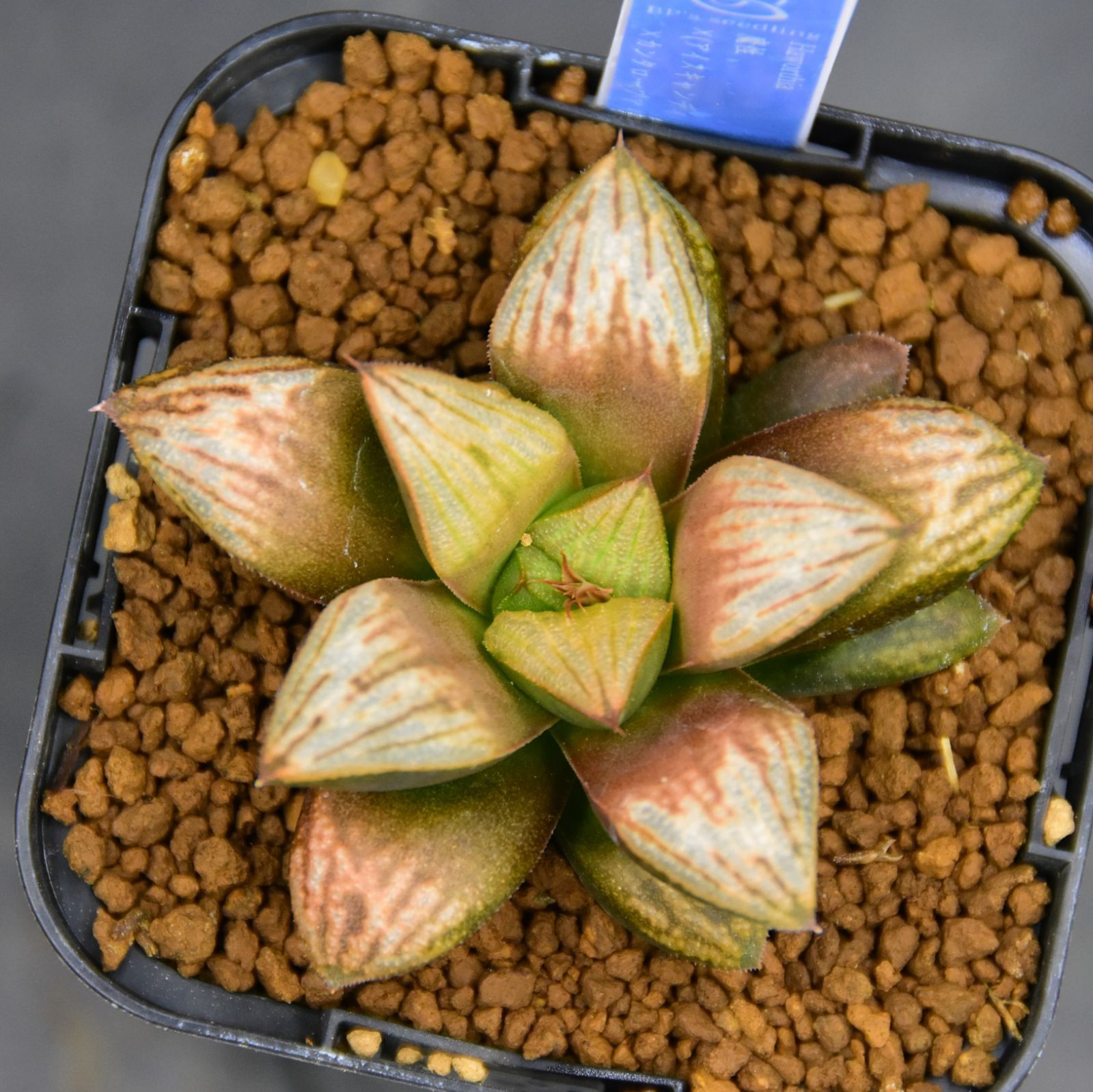 BP』ハオルチア 実生未繁殖 魔性×(アイスキャンディ×カンタロープ