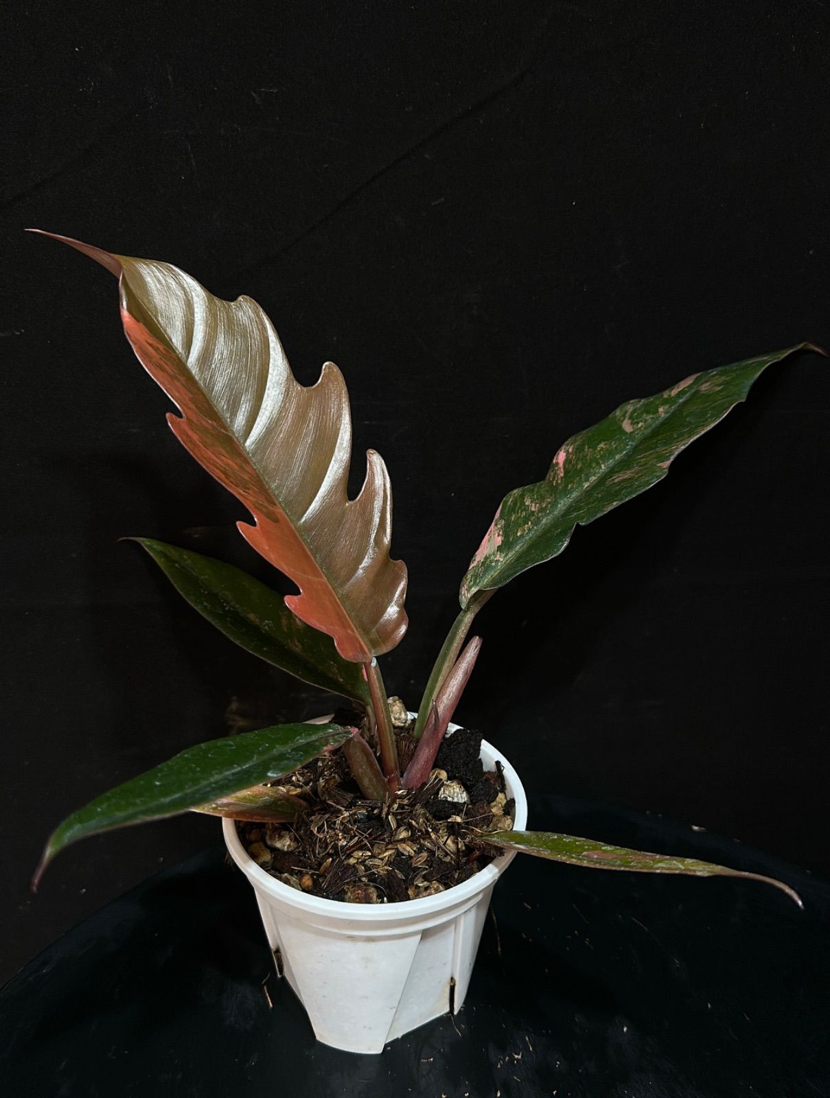 フィロデンドロン キャラメルマーブル 特大極斑】フィロデンドロン