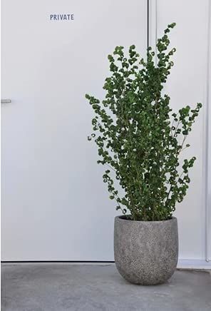 新品・5営業日で発送】おうち菜園 【樹脂製鉢／植木鉢／軽量鉢】ラヴァ