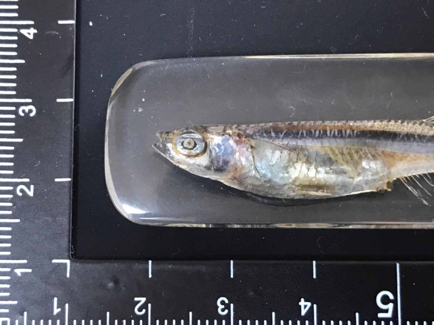 魚類標本 魚類 | 標本庫 | SOIL-SHOP生物教材製作所