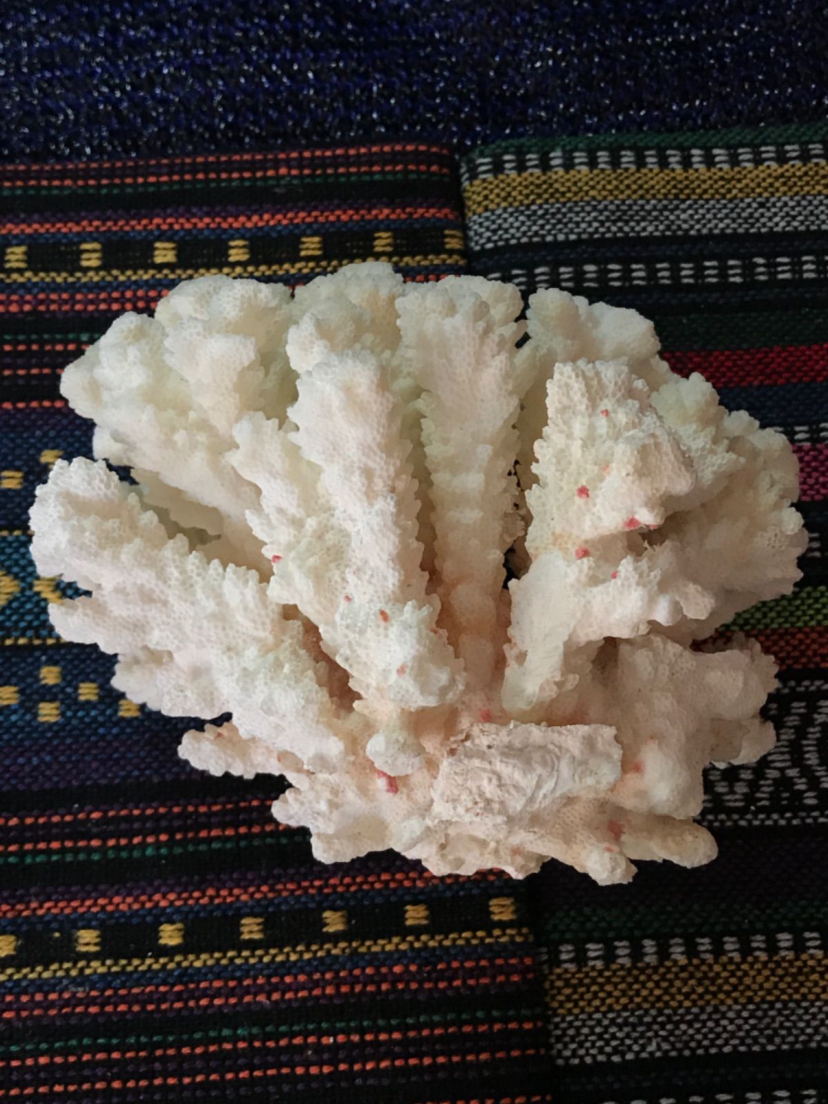 ◉台湾産【白珊瑚/ホワイトコーラル】原木[411 - メルカリ