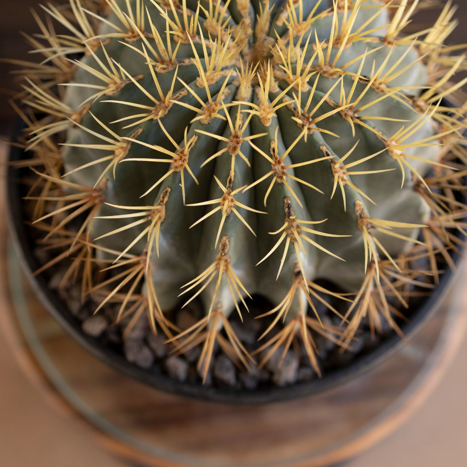 発根済】24cm 王冠竜 フェロカクタス ブルーバレルカクタス
