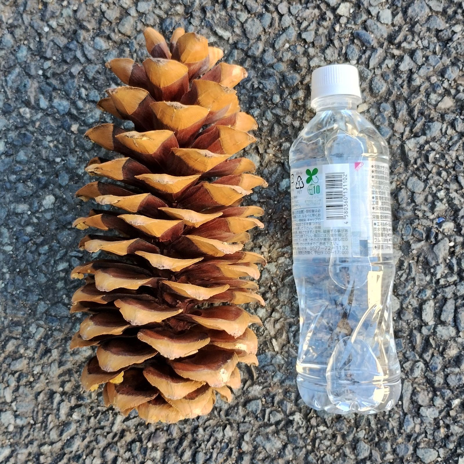 魔女の棲む森～Pinus lambertiana～】ドライフラワー 松ぼっくり