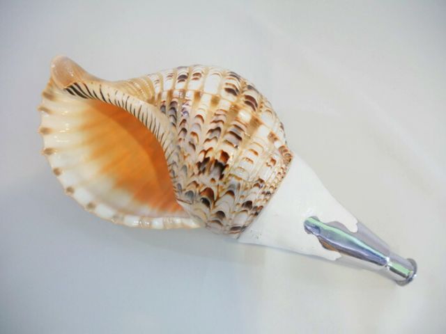 法螺貝 歌口付 サイズ38cm-40cm 真言タイプ