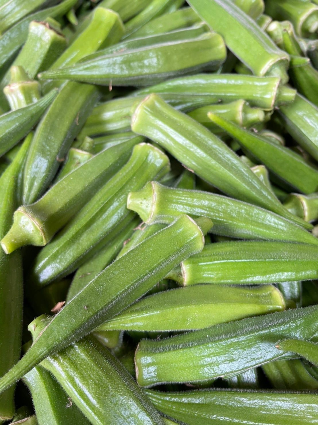 週末限定セール 高知県産 朝採れオクラ 70本以上 コンパクト - メルカリ 