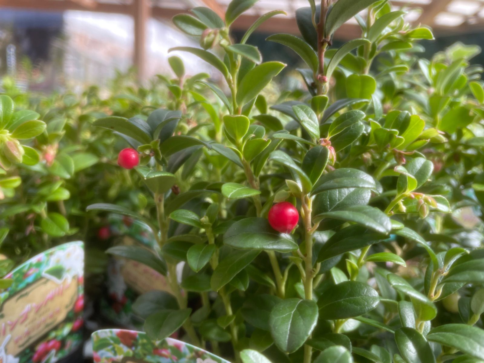 リンゴンベリー コケモモ 3号ポット苗 1株販売 苔桃 寄せ植え 花壇 鉢植え お洒落 オシャレ 可愛い 赤い実 果樹 果物 - グリーン ...