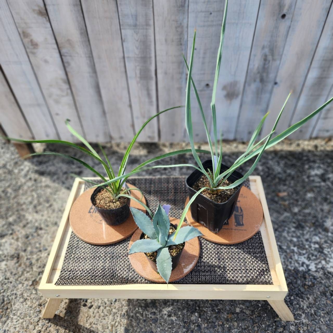 ユッカ リギダ 黒鉢 祥製作ページ 屋外向き】【おしゃれ オシャレな