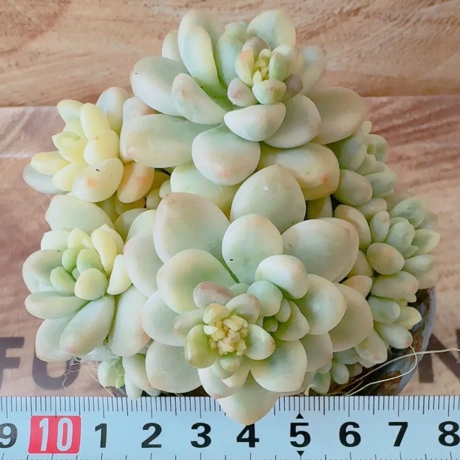 多肉植物 韓国苗 Totty様 ロッティ錦 多肉植物 韓国苗 大群生❣️ ③ - メルカリ