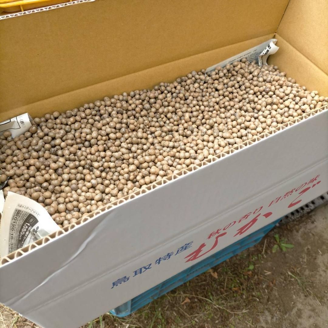 鳥取県産】むかご Lサイズ程度 10kg 長芋 ねばりっこ とっくり芋