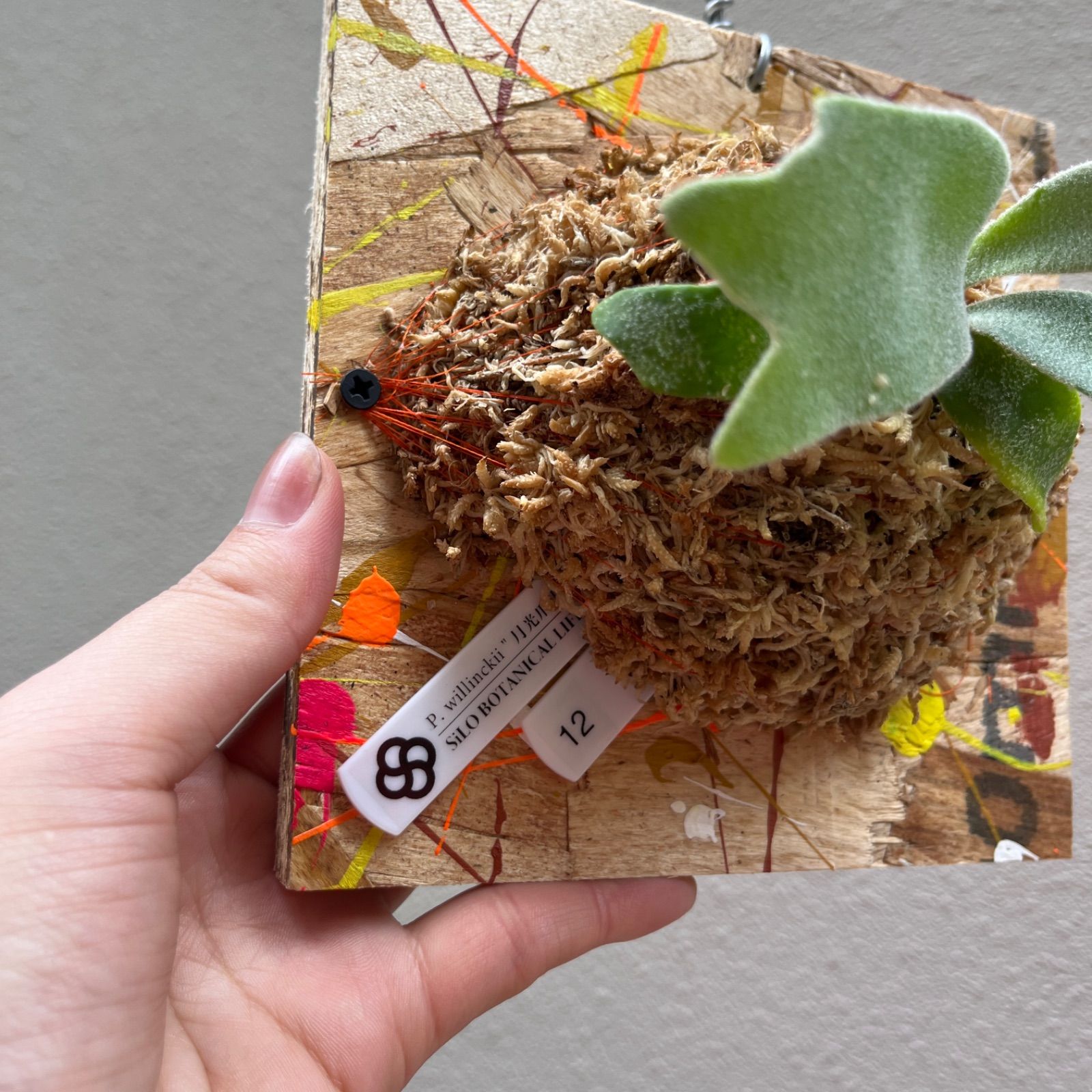 P. willinckii \月光爪哇\ sporeビカクシダ/\PaintBoard\ 12