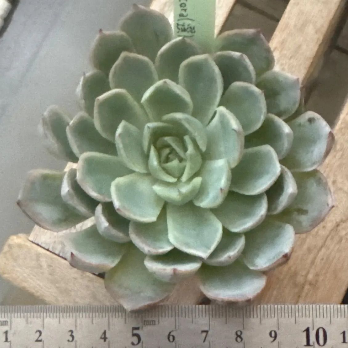 ポポ様専用❣️miyaさん苗❣️しずく×チワワエンシスYecora(選)❣️命名種