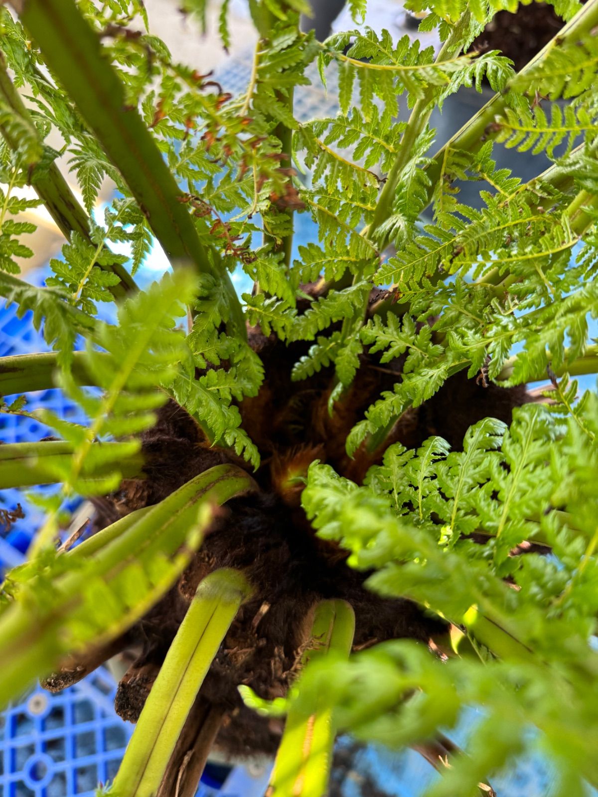 現品】大株 ディクソニア アンタルティカ 17号相当 発根済 PT番 現品